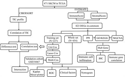 Identification of Genes Related to Immune Infiltration in the Tumor Microenvironment of Cutaneous Melanoma